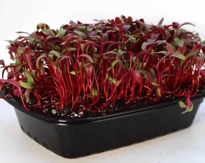 Beet, Bull's Blood microgreens