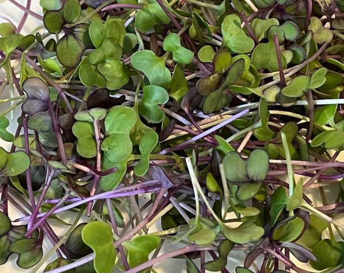 Mild microgreens mix