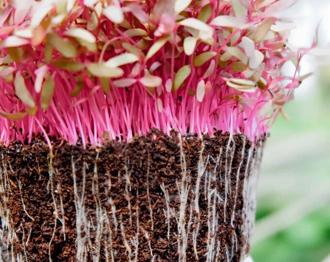 Glitter mix, Amaranth microgreens