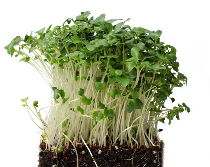 USDA organic broccoli microgreens