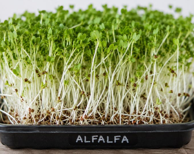 Fresh Alfalfa Microgreens – Crisp, Nutritious & Locally Grown
