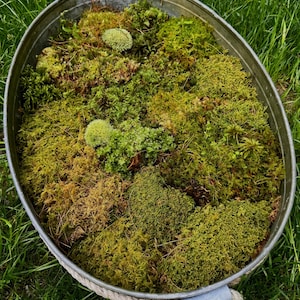 Live Moss Assortment for Terrariums and Gardens – Various Types