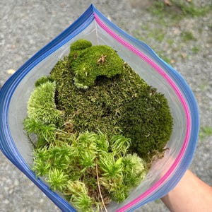 Live Moss Assortment for Terrariums and Gardens – Various Types