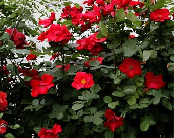 Wild Red Miniature Climbing Rose | Double Rose Plant | Bare Root Live Plant | Red Blooms | 1–2 Ft Plant