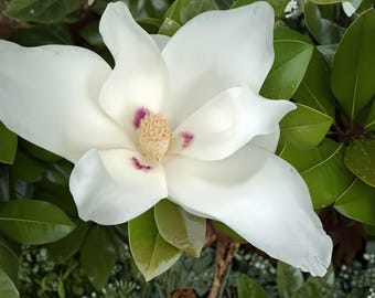 Big Leaf Magnolia Sapling | Magnolia Macrophylla | Bare Root Live Plant (2 Ft)