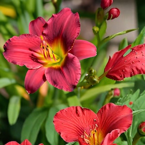 May include: Close-up of vibrant red daylily flowers with yellow and green centers. The petals have a ruffled edge and are surrounded by green foliage. The image captures the beauty of the blooming flowers in a natural setting.