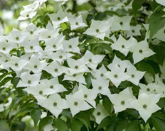 Milky Way Kousa Dogwood | Cornus kousa var. chinensis 'Milky Way' | Live Flowering Tree | 24+ Inches