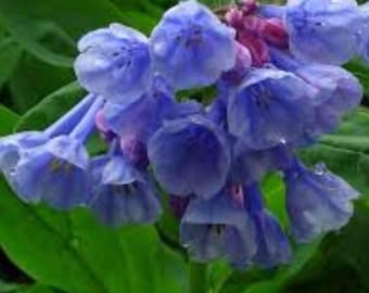 Virginia Bluebells Seeds (10) – Mertensia virginica, Spring Wildflower, Pink-to-Blue Blooms, Shade Garden Perennial