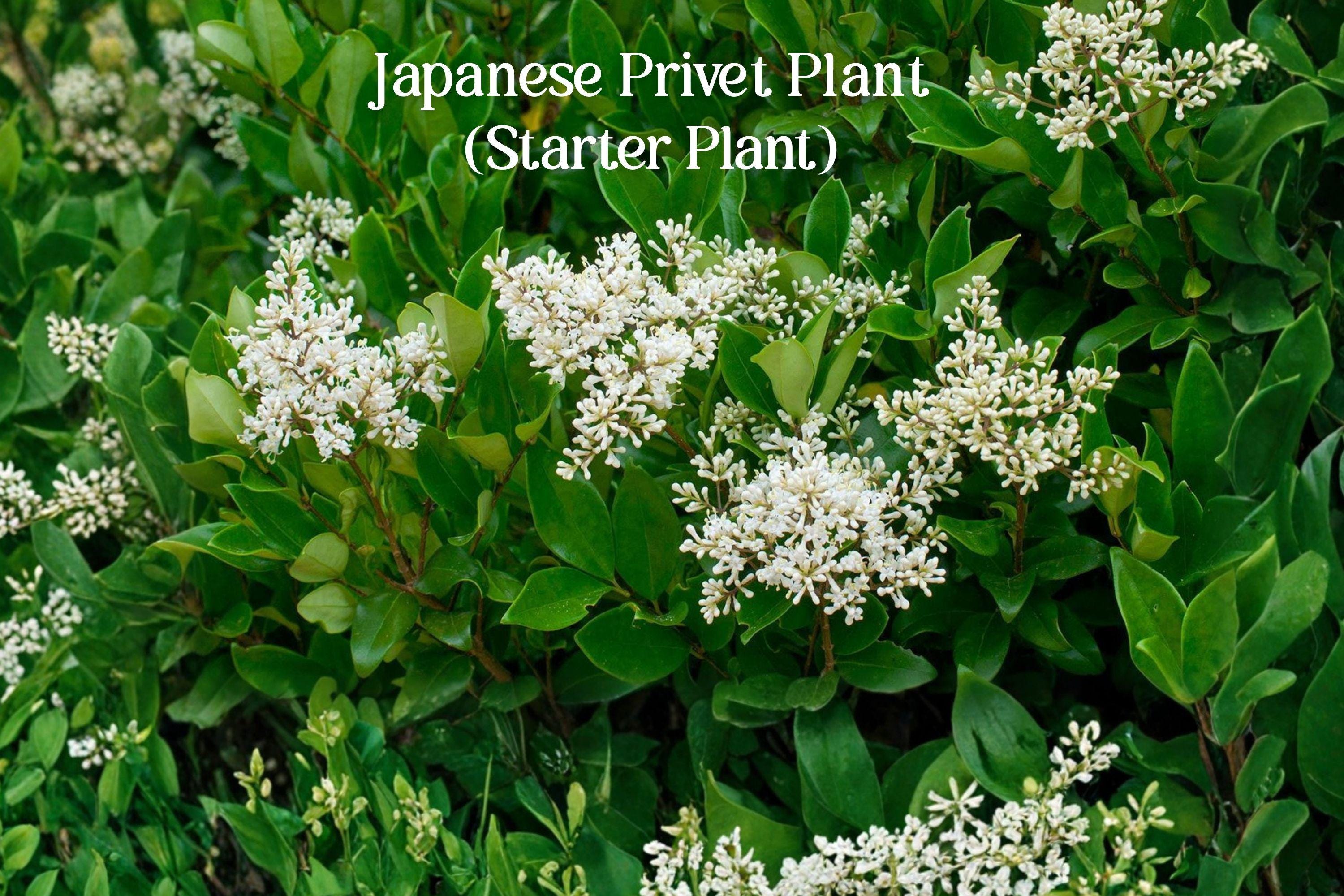 Ligustrum Japonicum Plants - Etsy