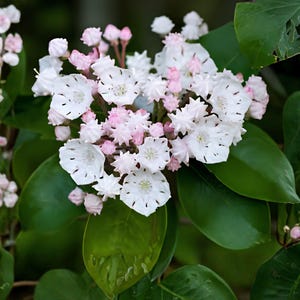 May include: Close-up of a cluster of mountain laurel flowers. The flowers are white with pink accents and star-shaped buds. The leaves are a deep green, providing a contrasting backdrop to the delicate blooms. The image captures the natural beauty of the plant.