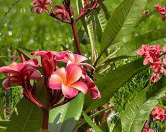 Pink Plumeria Fresh Starter Cutting 10” Double Head Unrooted | Tropical Frangipani Flower Plant