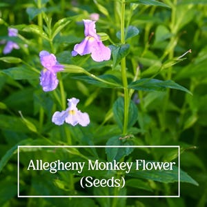 May include: Close-up of Allegheny Monkey Flower (Seeds) with vibrant purple and white blooms. The flowers are set against a backdrop of lush green foliage, creating a natural and appealing aesthetic. The image is well-lit, highlighting the details of the flowers.