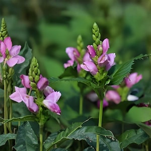 May include: Close-up of pink and purple flowers with green buds and leaves. The flowers have a unique shape and are surrounded by lush green foliage. The image is well-lit, highlighting the details of the flowers.