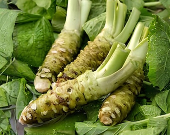 5 Japanese Wasabi Seeds  Wasabia Japonica  Grow Authentic Wasabi at Home   Shade-loving Perennial - Etsy