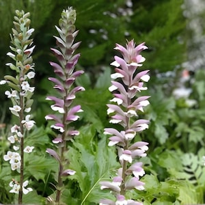 May include: Close-up of several tall, flowering plants with spiky stems. The flowers are a mix of white, pink, and purple, with green foliage in the background. The plants are in a garden setting, with a blurred background.