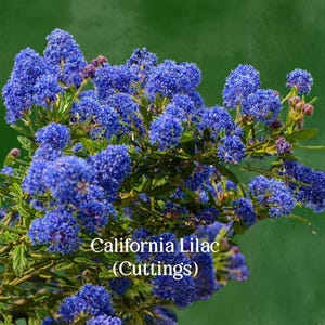 California Lilac Cuttings | Ceanothus Shrub | Blue Flowering Evergreen | 3 Live Unrooted Cuttings