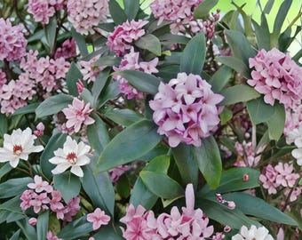 Variegated Winter Daphne Cutting | Fragrant Pink Blooms, Variegated Foliage