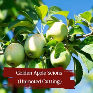 Golden Delicious apple scions: 7 organic grafting cuttings (heirloom fruit tree for zones 5–8)