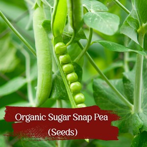 Organic Sugar Snap Pea Seeds: Green Arrow Heirloom, 50 Non-GMO Seeds