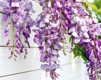 Blue Chinese Wisteria Vine – Heirloom Purple Flowering Climber (Bare Root)