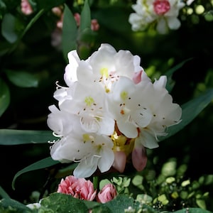 May include: Close-up of a cluster of white rhododendron flowers with delicate petals and yellow centers. The flowers are surrounded by green foliage and other pink and white blooms, creating a natural, floral scene.