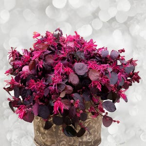 Ruby Loropetalum | Chinese Fringe Flower | Loropetalum chinense 'Ruby' | Live Plant | 12+ Inches