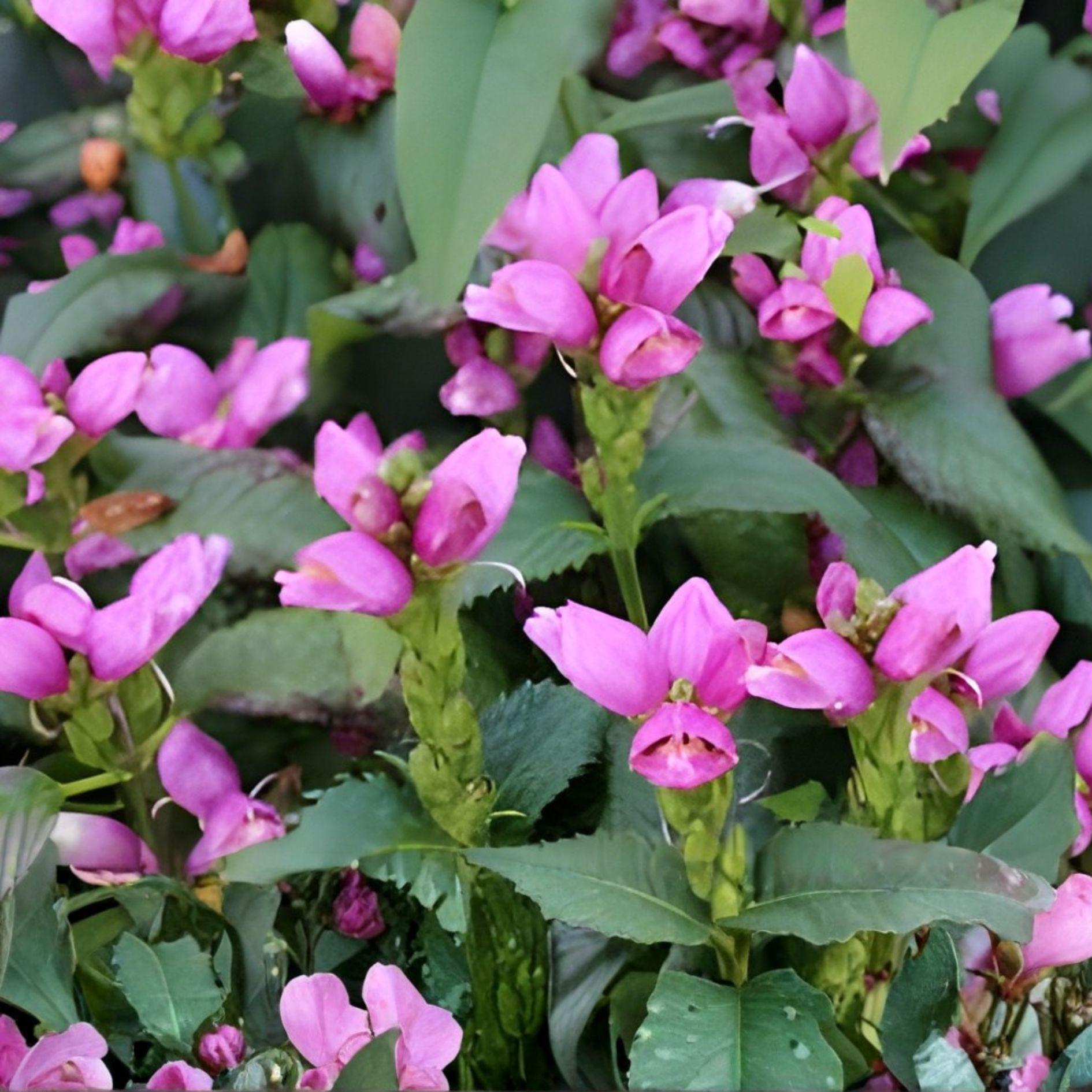 Pink Turtlehead Seeds | Chelone Obliqua | Native Perennial | Rose Pink ...