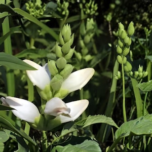 May include: Close-up of a white flower with large, delicate petals and a cluster of green buds. The flower is surrounded by green leaves and stems, creating a natural, botanical scene. The image captures the details of the plant's structure.