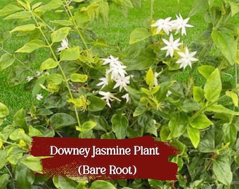 Downey Jasmine Plant: Fragrant White Flower Vine (Bare Root)