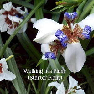 May include: Close-up of a Walking Iris plant with white petals and intricate brown and purple markings. The flower has a unique shape and is surrounded by green foliage. Text on the image reads "Walking Iris Plant (Starter Plant)".