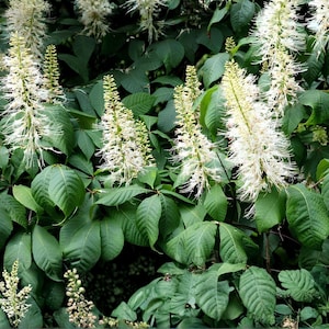 May include: A bottlebrush buckeye shrub featuring multiple upright, cylindrical white flower spikes with long, thin stamens. The plant has dense, dark green, palmately compound leaves with prominent veins, creating a lush, textured foliage display.