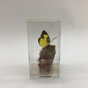May include: A yellow and brown butterfly specimen preserved in a clear acrylic cube with a small red flower and a piece of bark.