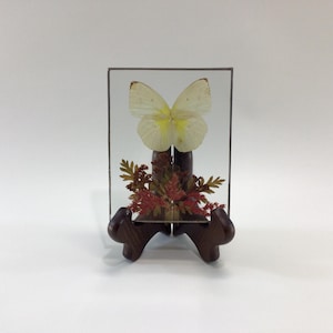 May include: A framed butterfly display. The butterfly has white and yellow wings and is mounted on a wooden stand. The display includes dried leaves and is encased in a clear glass frame. The stand is dark brown.
