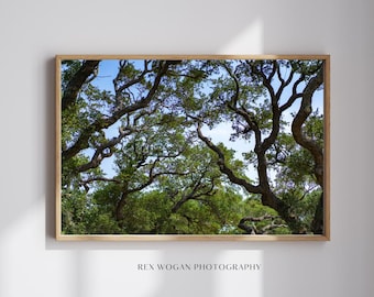 1,000 Year Old Tree Fine Art Print