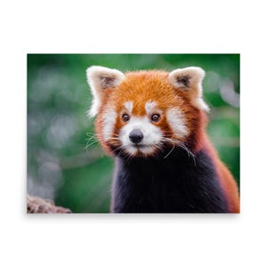 Red Panda Poster – Cute Wildlife Photography Wall Art