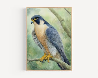 Peregrine Falcon Watercolor Print Framed Poster or Canvas Peregrine Falcon in Mossy Forest Branches