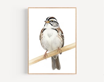 White Throated Sparrow Watercolor Print Framed Poster or Canvas Little Sparrow White Background Wall Art