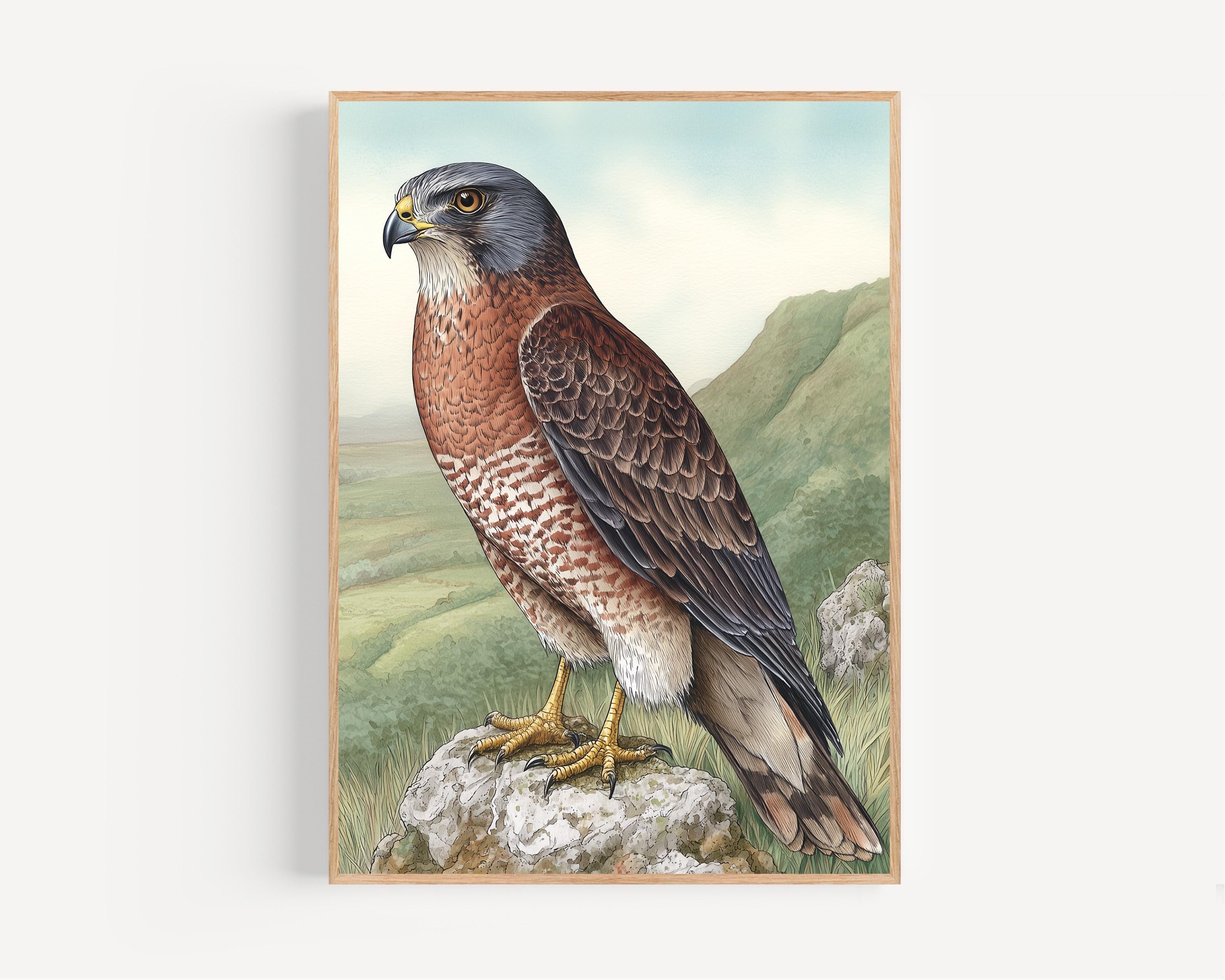 原画【 shaping Hawk 】アクリル水彩/絵画/アート/イラスト/猛禽類 il_fullxfull.7755206070_ry4x.jpg