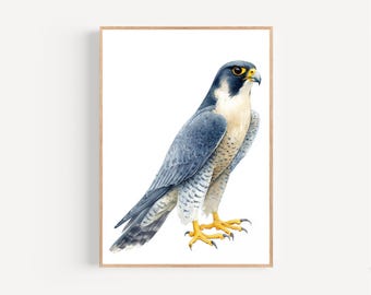 Peregrine Falcon Watercolor Print Framed Poster or Canvas Peregrine Falcon White Background Minimalist Bird of Prey Wall Art