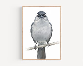 Gray Catbird Watercolor Print Framed Poster or Canvas Gray Catbird White Background Wall Art Print Gift idea Minimalist Scene