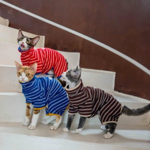 Puede incluir: Tres gatos con jerséis de cuello alto a rayas. Un gato lleva un jersey a rayas rojas y blancas, otro lleva un jersey a rayas azules y blancas con ribete amarillo, y el tercero lleva un jersey a rayas marrones y blancas con ribete beige.