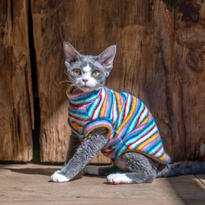 May include: A grey and white Devon Rex cat wearing a sleeveless jumper featuring a vibrant multi-coloured diagonal striped pattern in shades of blue, yellow, purple, and red. The jumper has a high collar and covers the cat's torso and back.