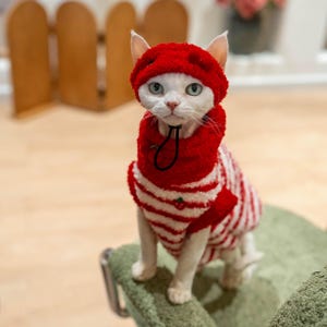 Könnte beinhalten: Eine weiße Katze trägt einen rot-weiß gestreiften Pullover und einen passenden Hut. Der Pullover hat ein kleines Erdbeermuster. Die Katze sitzt auf einem grünen Stuhl, im Hintergrund ist ein Holzzaun zu sehen.