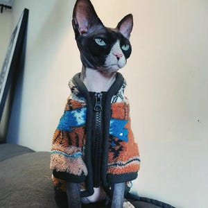 May include: A Sphynx cat wearing a colorful, patterned jacket with a full-length zipper. The jacket features shades of orange, blue, and brown. The cat has a black and white face with green eyes.
