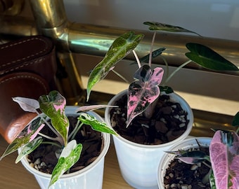 2個買うと1個無料 アロカシア・クプレア ピンクミント斑入り、レッド