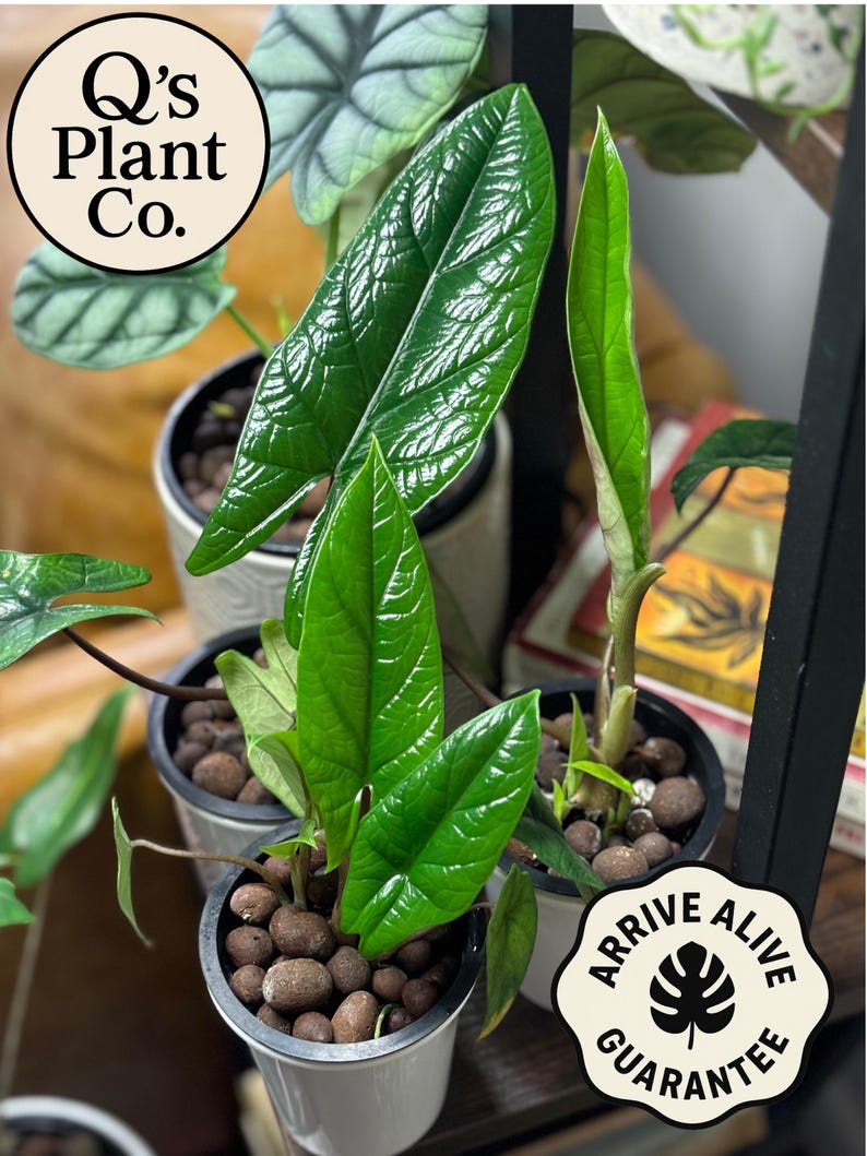 Rare Alocasia Scalprum - Thumbnail 2