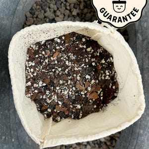 Boetiek bodemmix | Ontworpen voor: Monstera, Alocasia, Anthurium en Philodendron