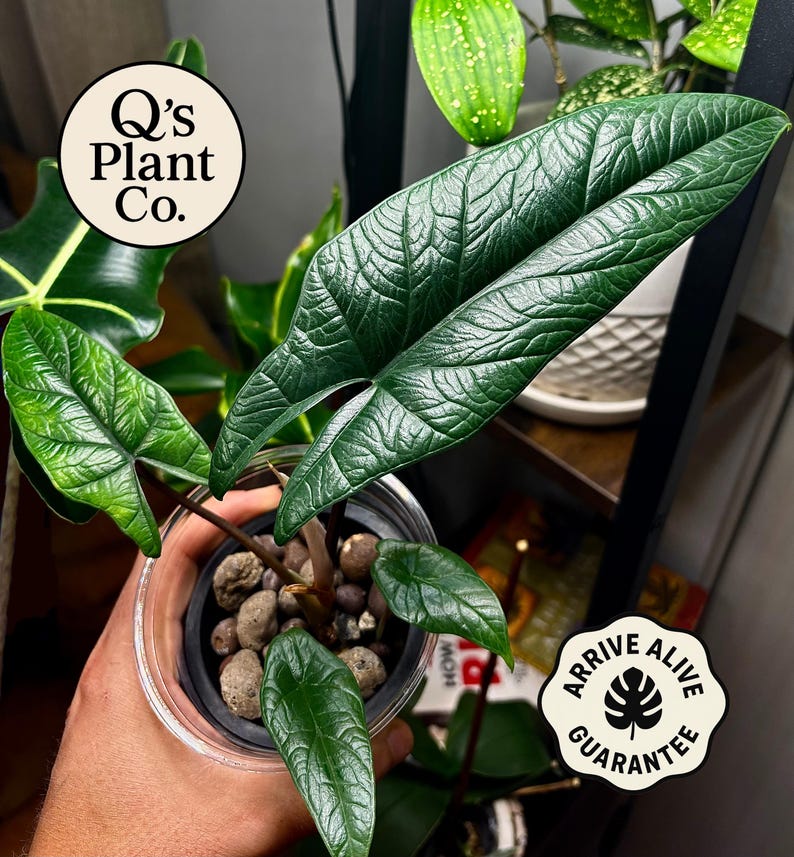 Rare Alocasia Scalprum