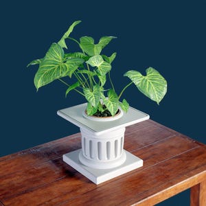 Op de afbeelding: Een kamerplant met grote, groene bladeren staat op een witte, kolomvormige plantenbak. De plantenbak staat op een donkere houten tafel tegen een donkerblauwe achtergrond. De plant ziet er gezond uit.