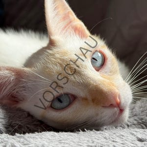 Cat poster – digital download, cute cat picture as wall decoration, gift for cat lovers